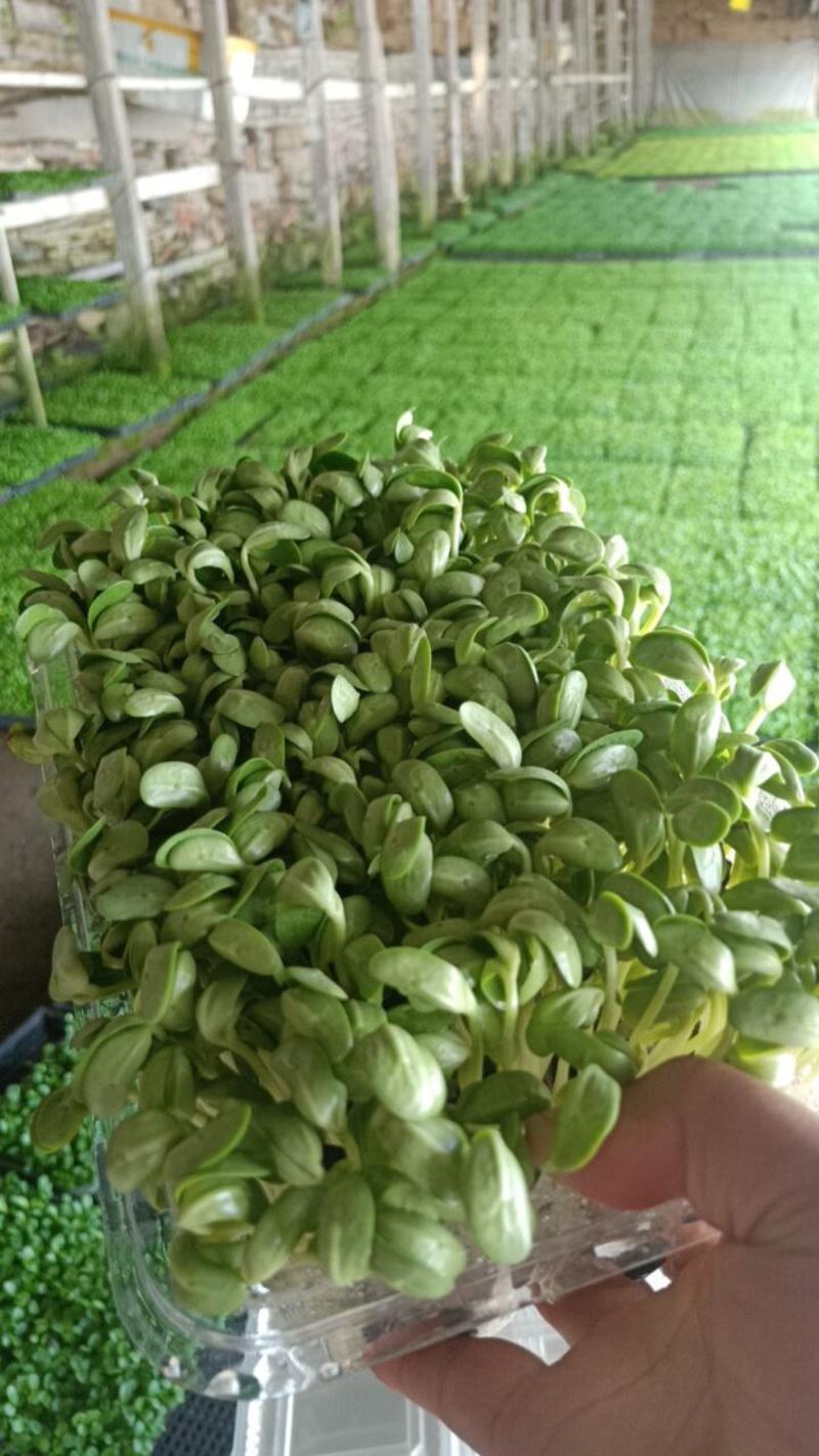 黑豆芽苗菜(可以大批量供应）提供技术培训
