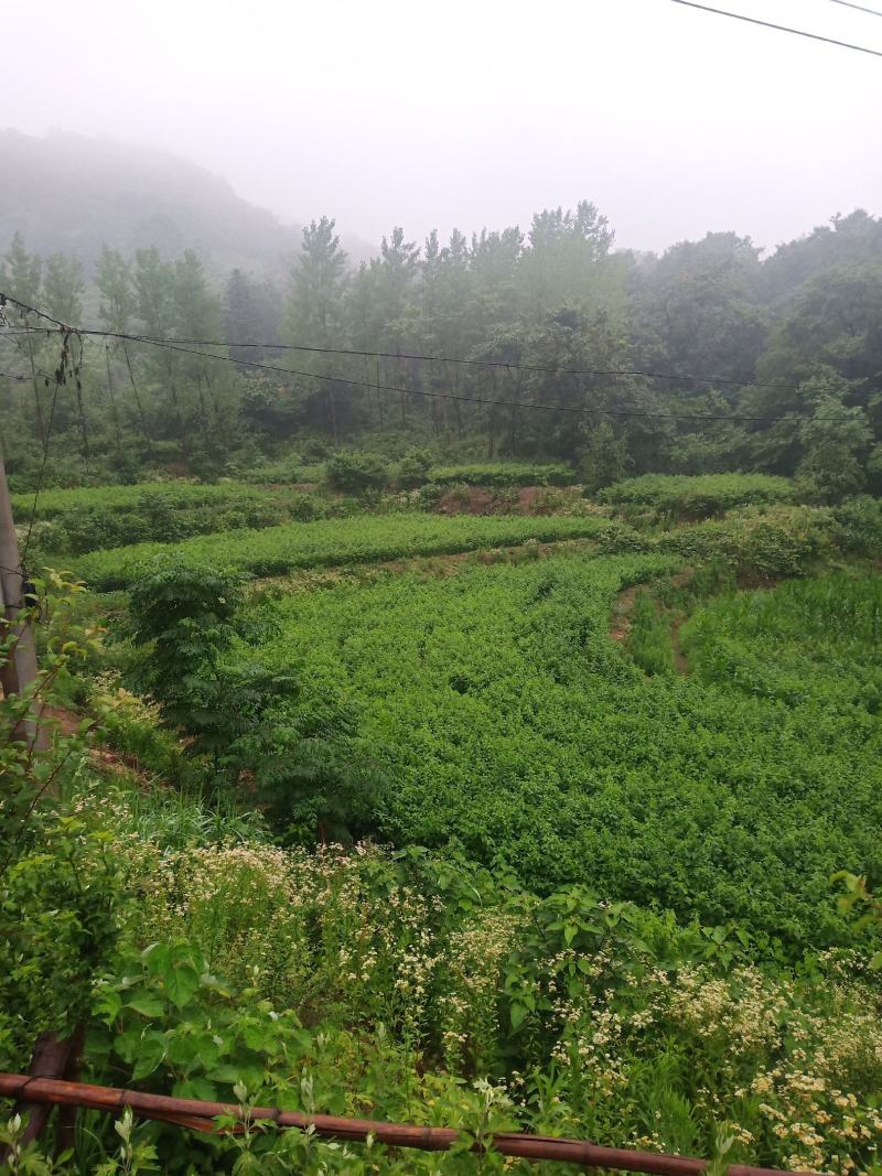 天然珍稀山野菜珍珠花小苗
