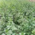 天然珍稀山野菜珍珠花小苗
