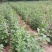 天然珍稀山野菜珍珠花小苗