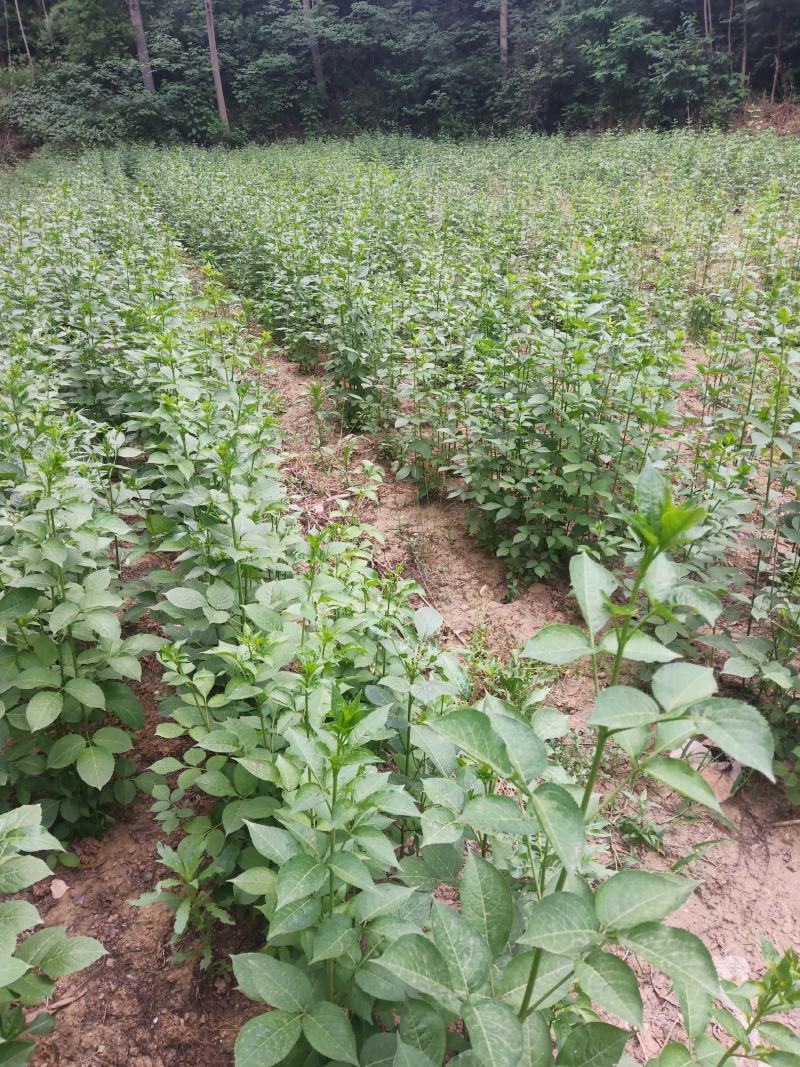 天然珍稀山野菜珍珠花小苗