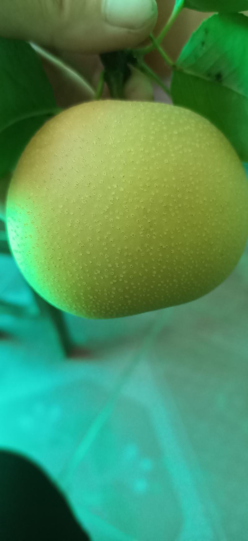 酥脆一号，有要的联系我！！一条龙服务！！套袋果上市了，