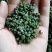 【推荐】青花椒四川青麻花椒产地直供保质保量！