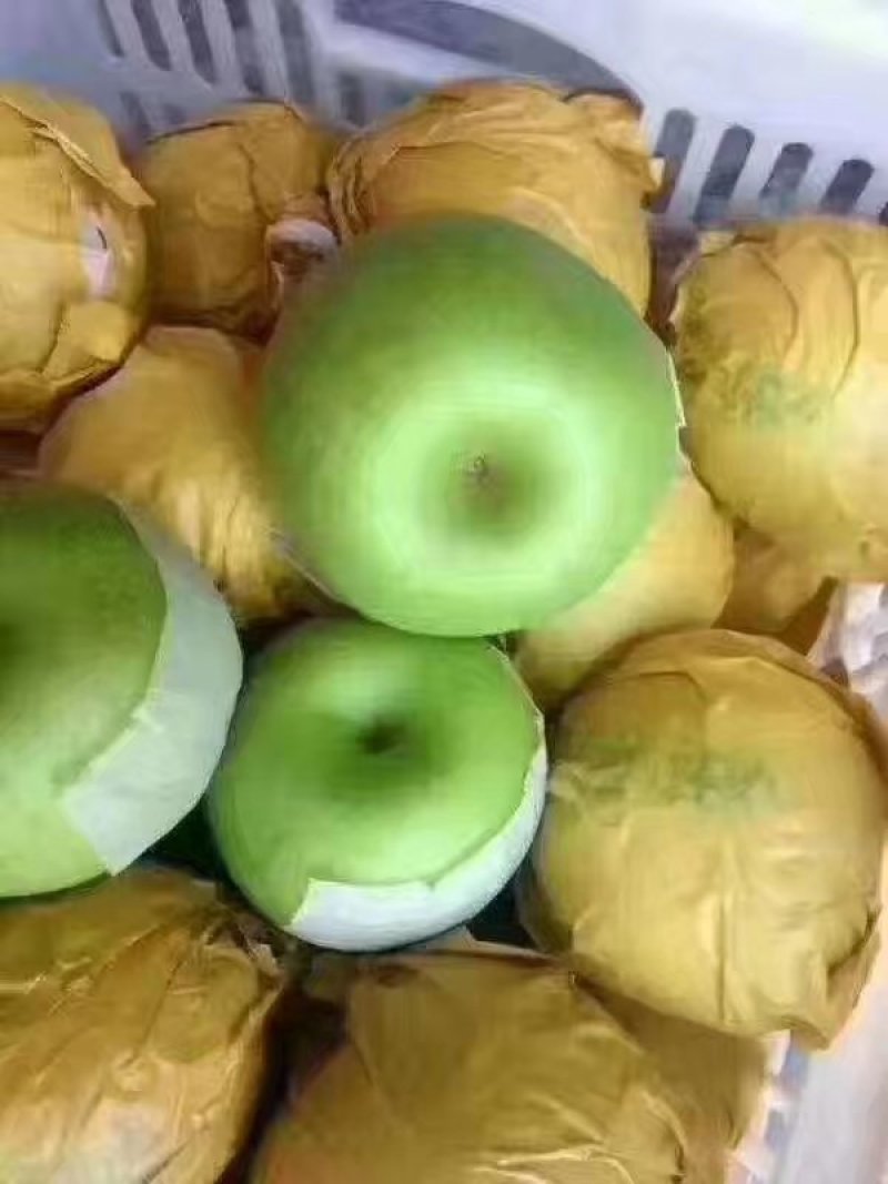 黄冠梨，翠玉梨大量上市中，对接市场，电商，可视频看货
