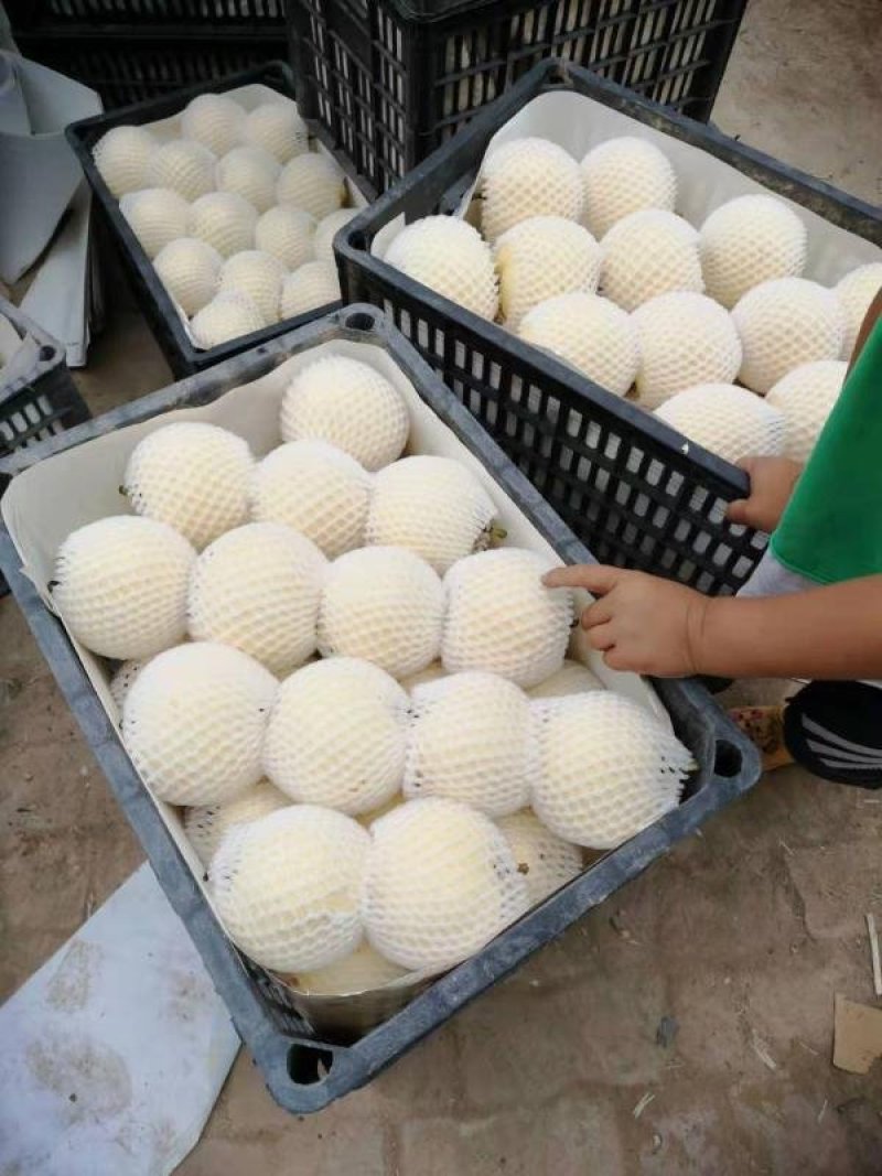 黄冠梨，翠玉梨大量上市中，对接市场，电商，可视频看货