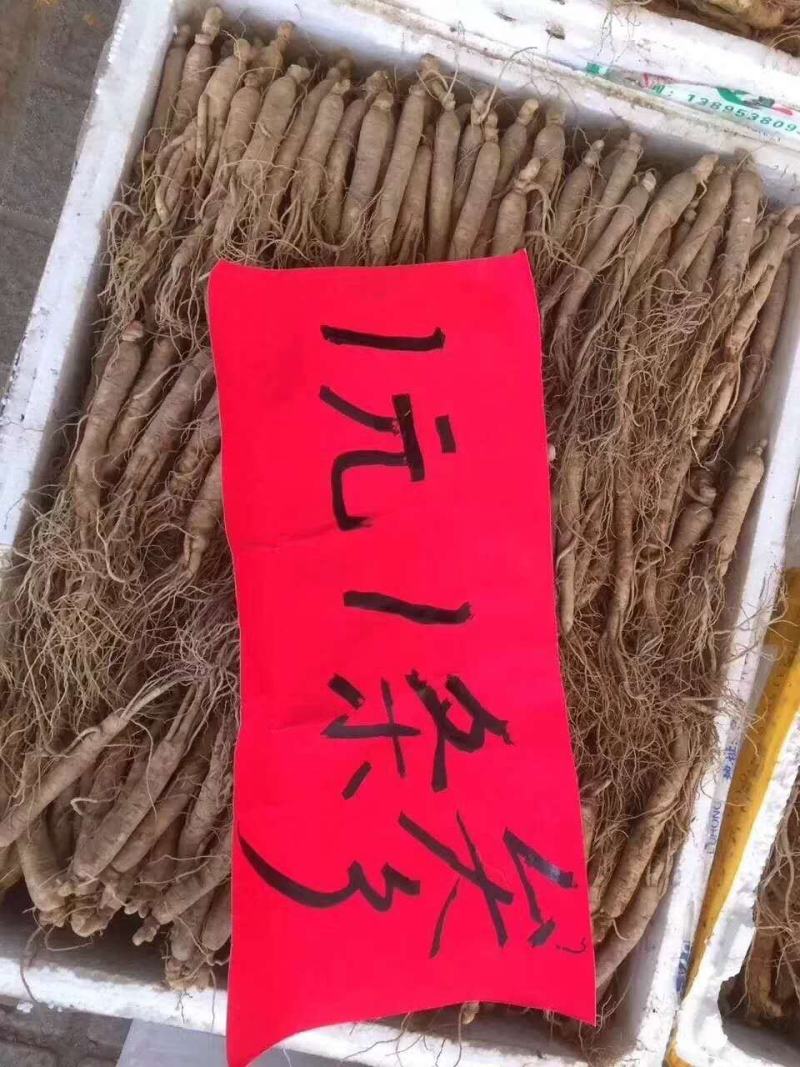 【产地直发】长白山鲜人参带土鲜参自家种植棵棵精选请放心购