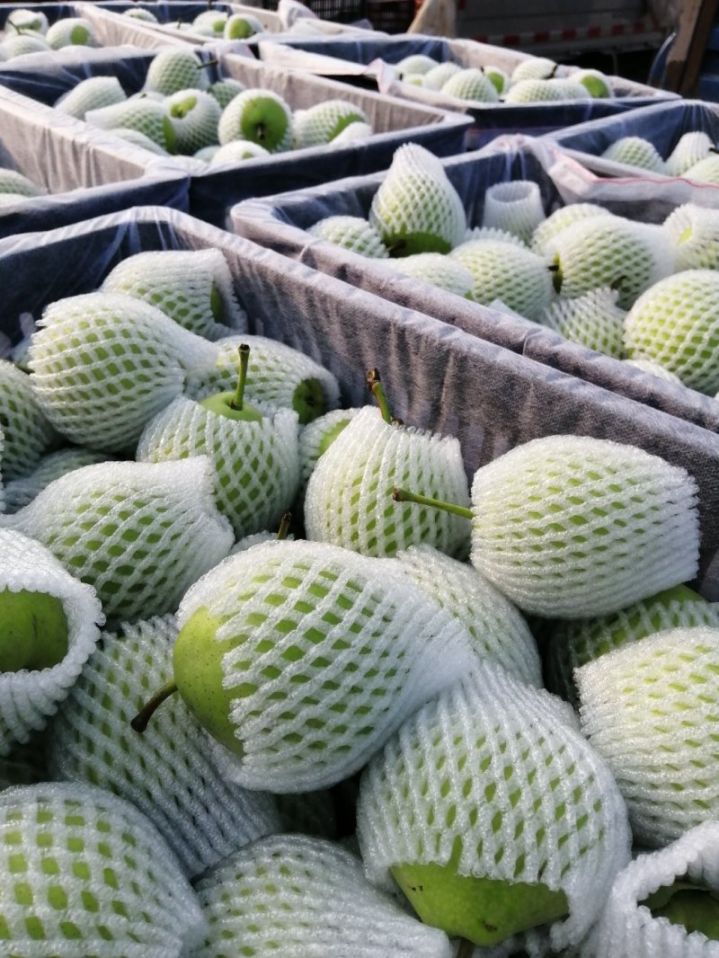 黄冠梨，翠玉梨大量上市中，对接市场，电商，可视频看货