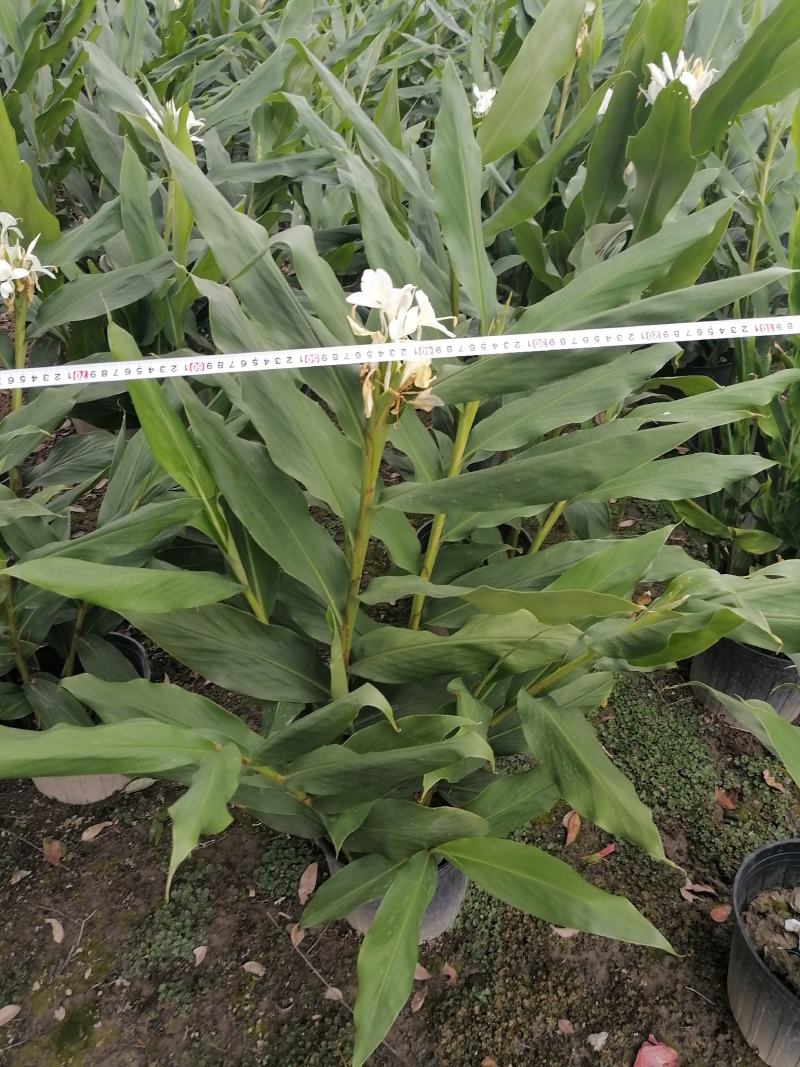出售精品姜花，姜花杯苗哪里有