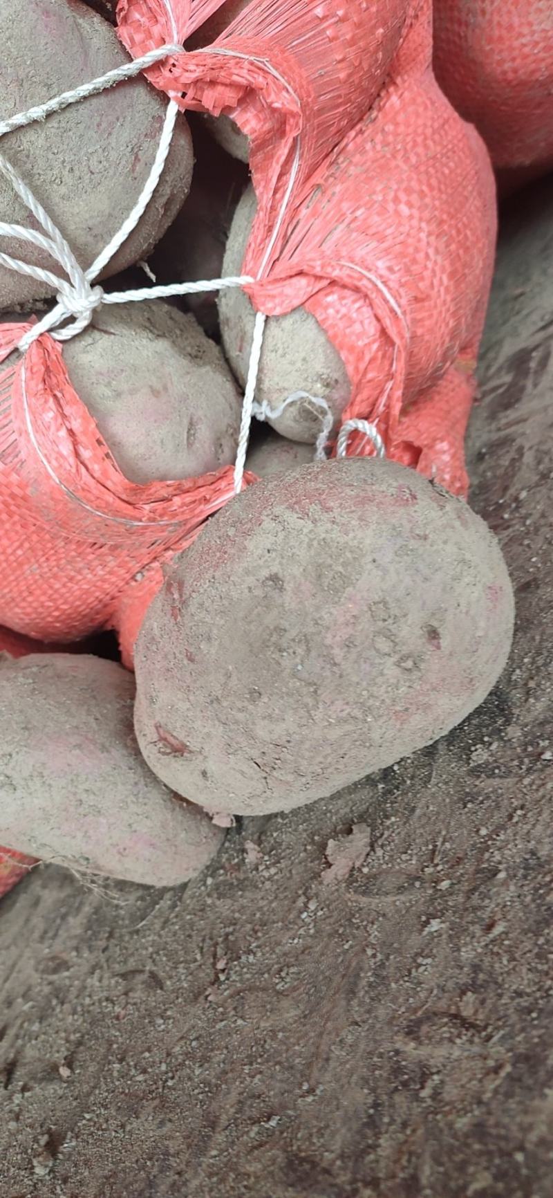 需要土豆，朋友赶紧联系我时间不等人
