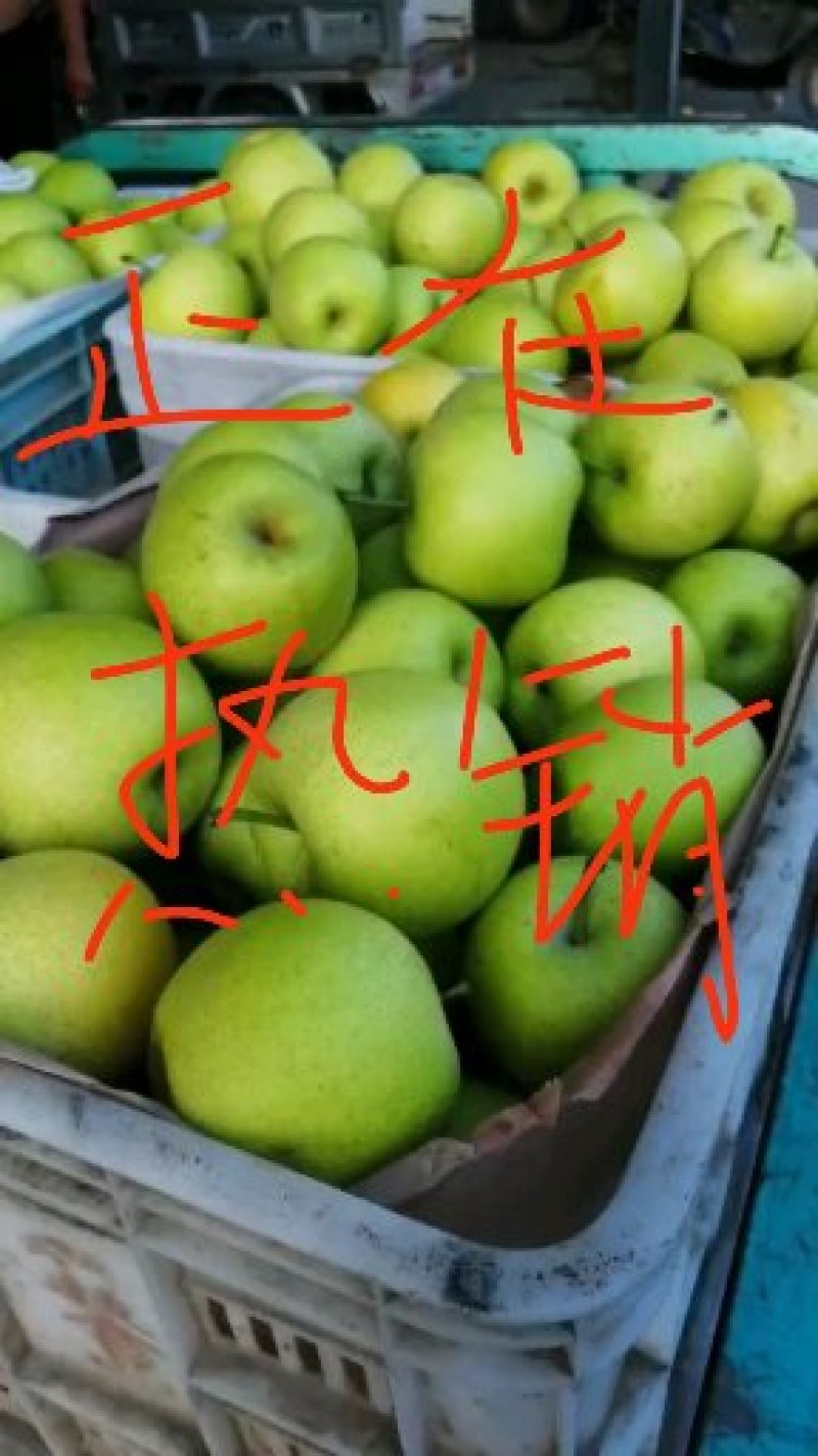 皇冠梨，套袋自然色，白皇冠梨产地直供，整车待发