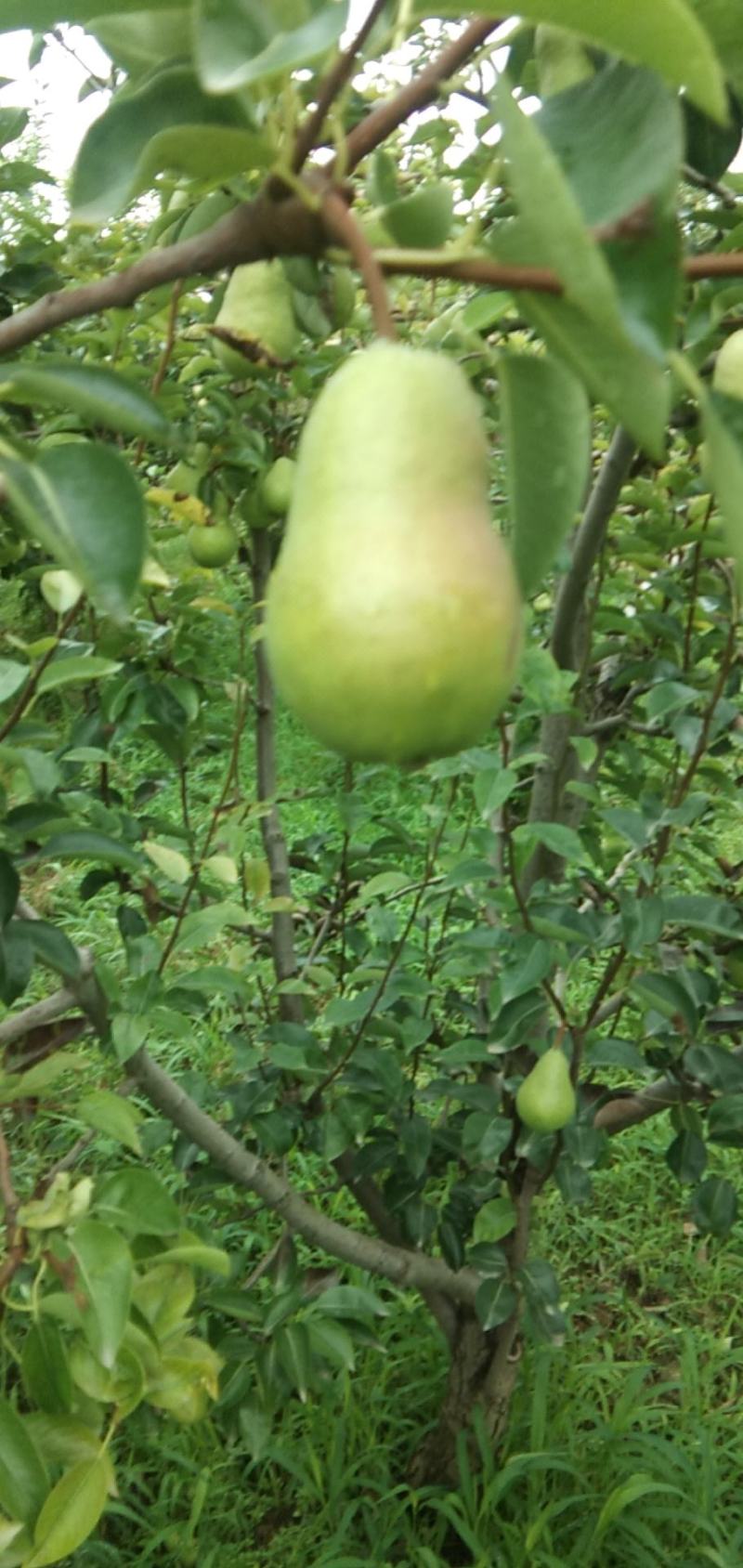 【香蕉梨】陕西洋梨果皮绿黄多汁产地直供质好价优