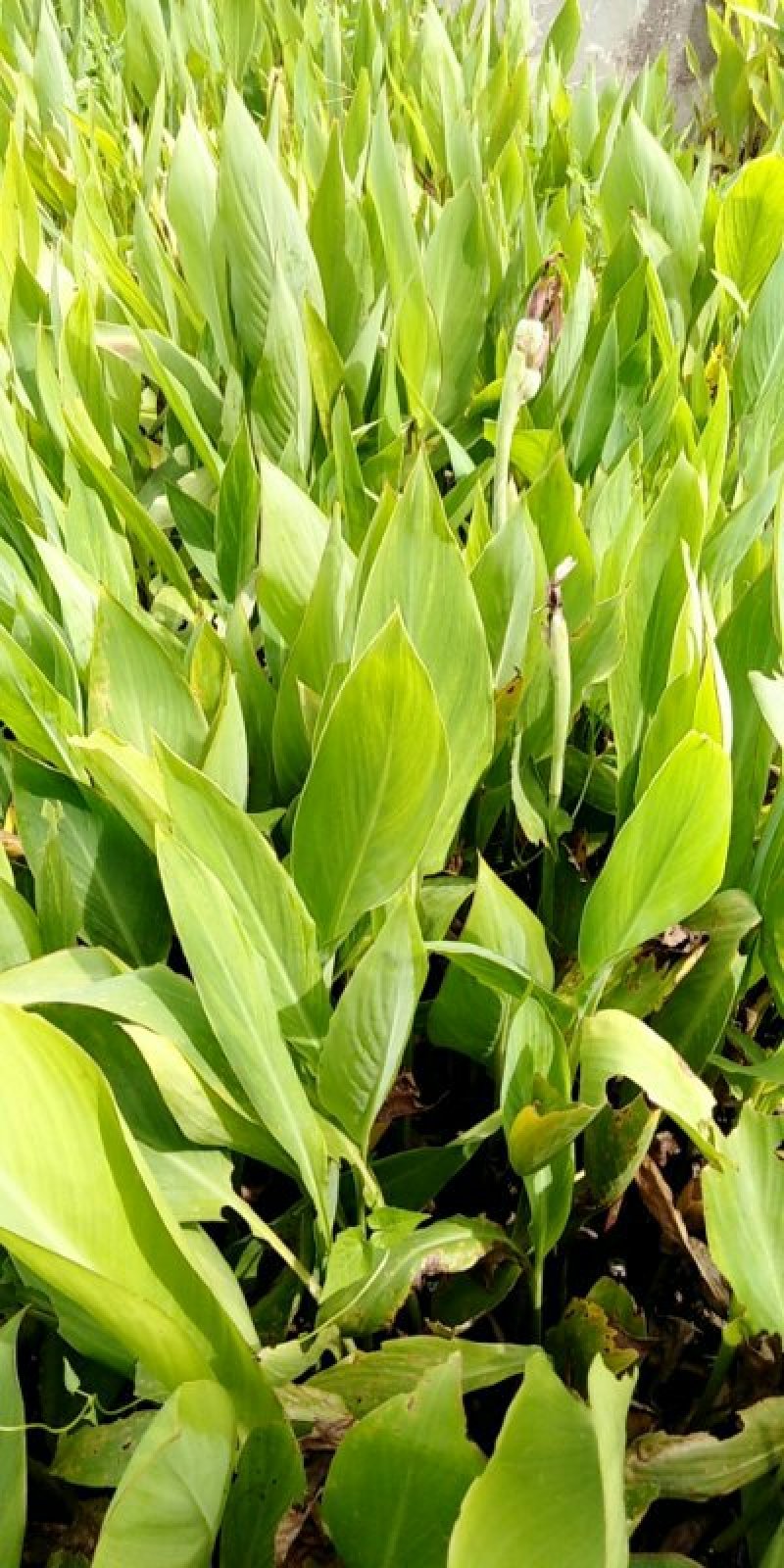 美人蕉红花美蕉水生植物大量供应