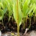 美人蕉红花美蕉水生植物大量供应