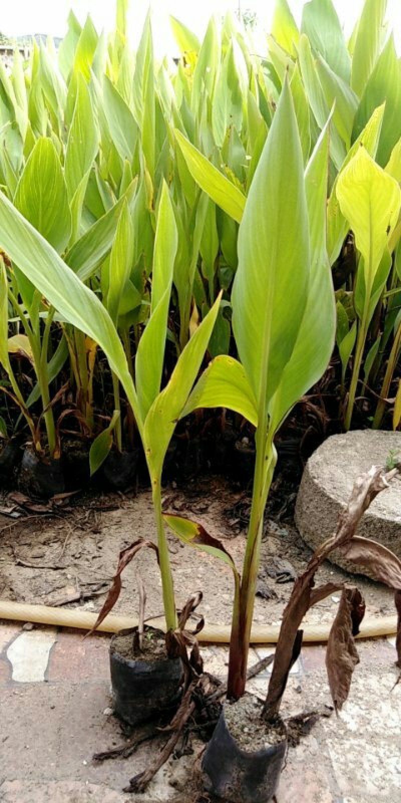 美人蕉红花美蕉水生植物大量供应