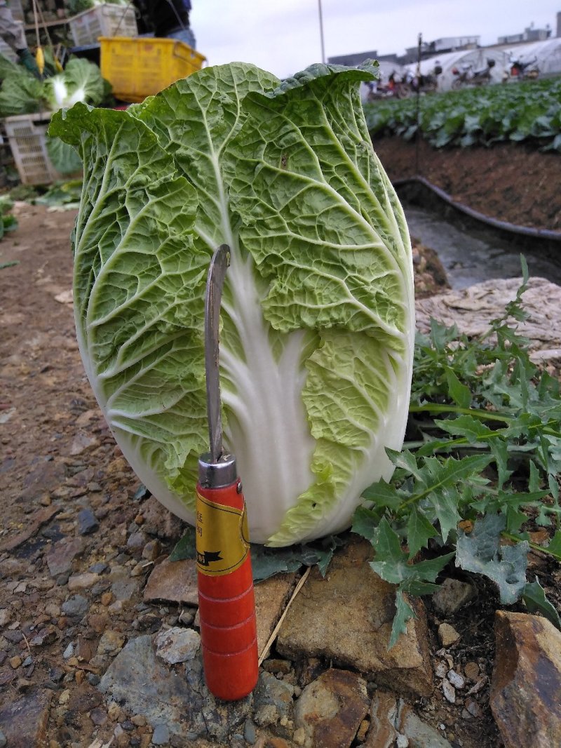大白菜