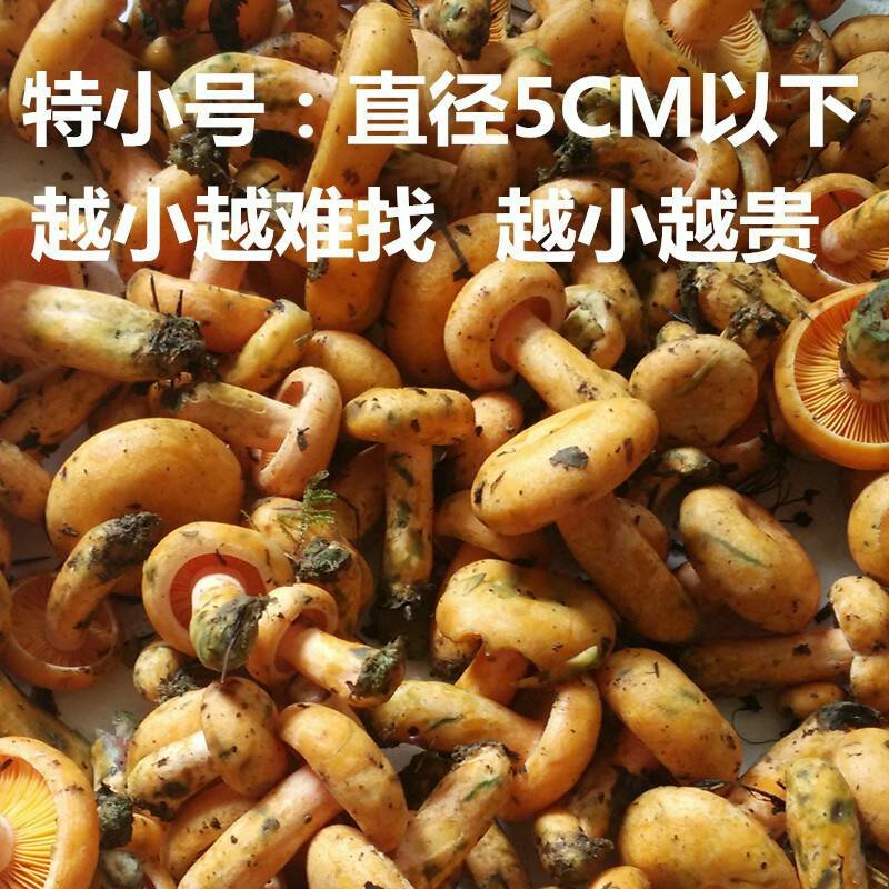 枞树菌