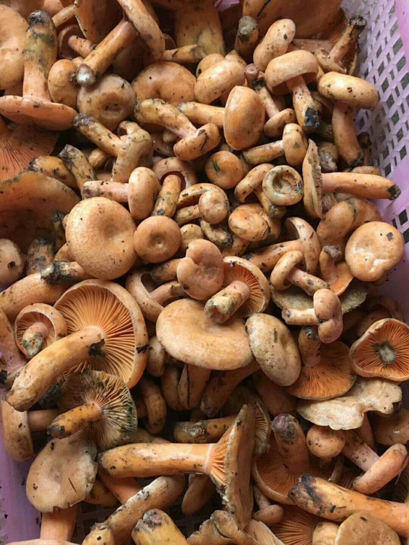 枞树菌