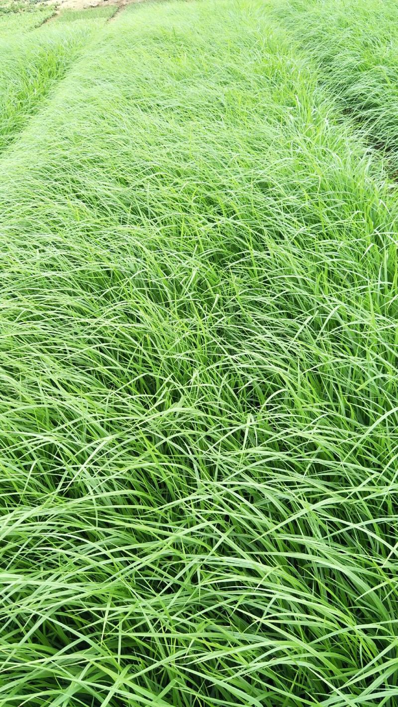 狼尾草紫穗狼尾草小兔子狼尾草基地直供各种品种的狼尾