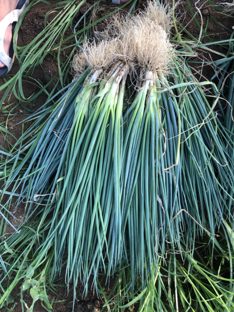 小葱，长度40～50cm