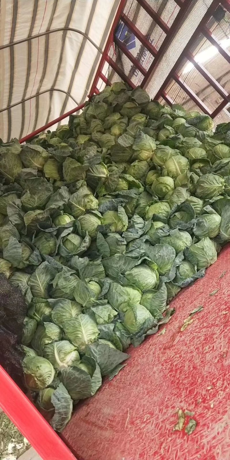 甘蓝