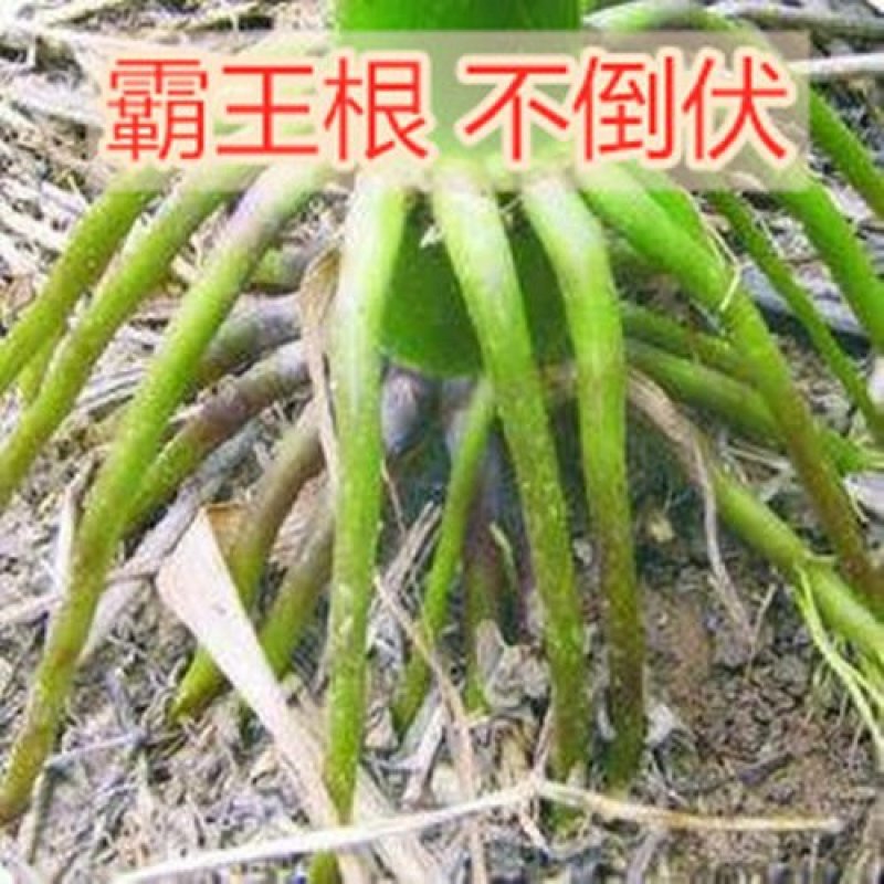 高产玉米种子大棒抗青枯抗锈抗抗穗腐黄金粮品质好