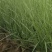 粉黛乱子草粉黛乱子草批发基地直供粉黛乱子草