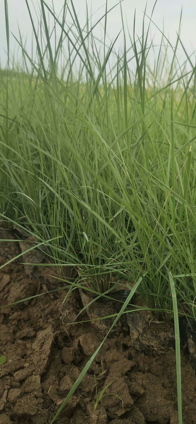 粉黛乱子草粉黛乱子草批发基地直供粉黛乱子草