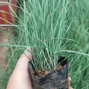粉黛乱子草粉黛乱子草批发基地直供粉黛乱子草
