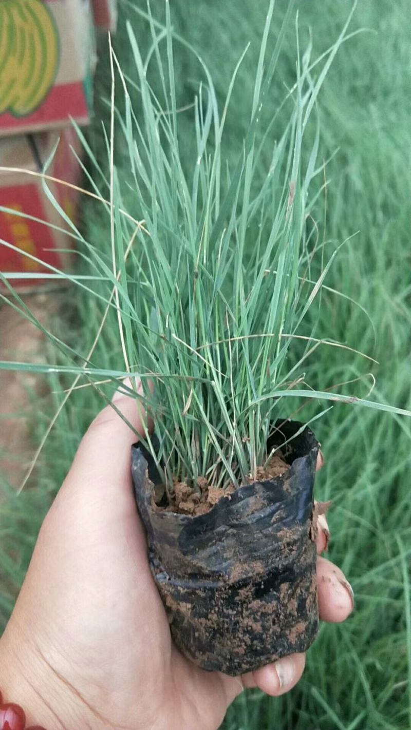 粉黛乱子草粉黛乱子草批发基地直供粉黛乱子草