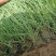 粉黛乱子草粉黛乱子草批发基地直供粉黛乱子草