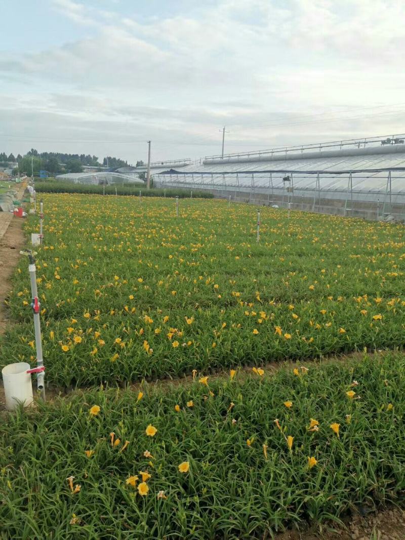 金娃娃萱草，基地直供大量出售草花宿根绿化苗木