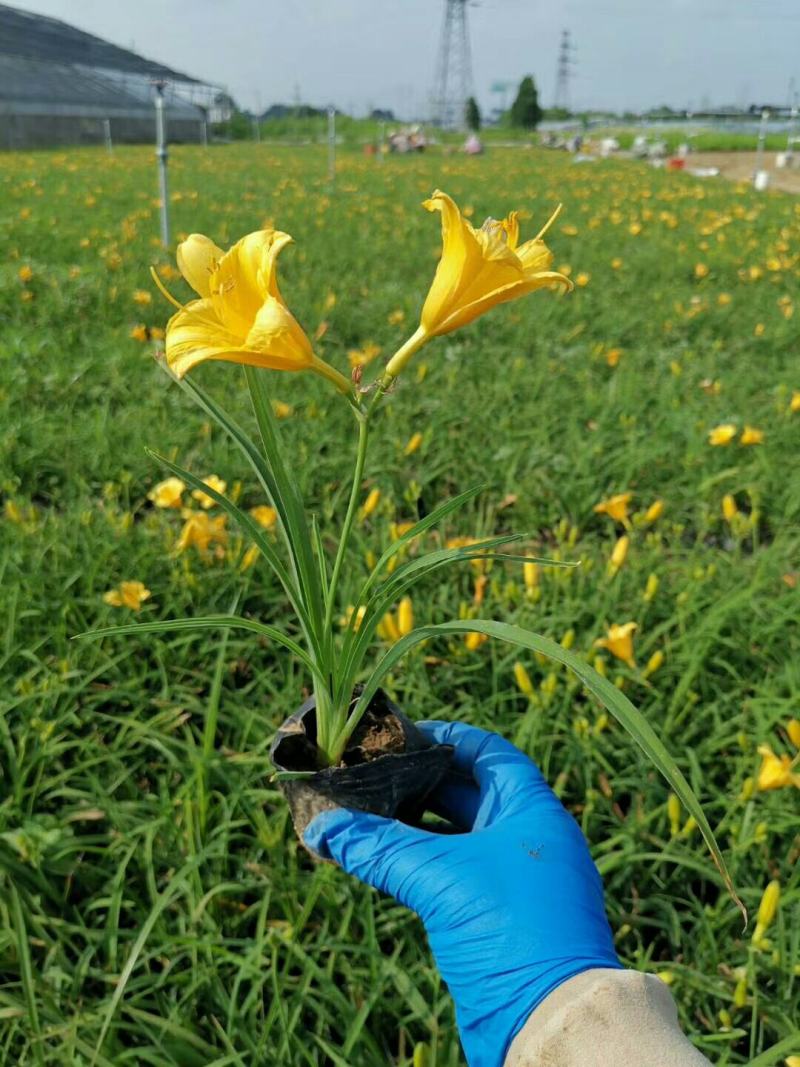 金娃娃萱草，基地直供大量出售草花宿根绿化苗木