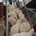 活羊优质澳洲白，体型大，生长速度快，繁殖率高，生长很快，