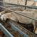 活羊优质澳洲白，体型大，生长速度快，繁殖率高，生长很快，
