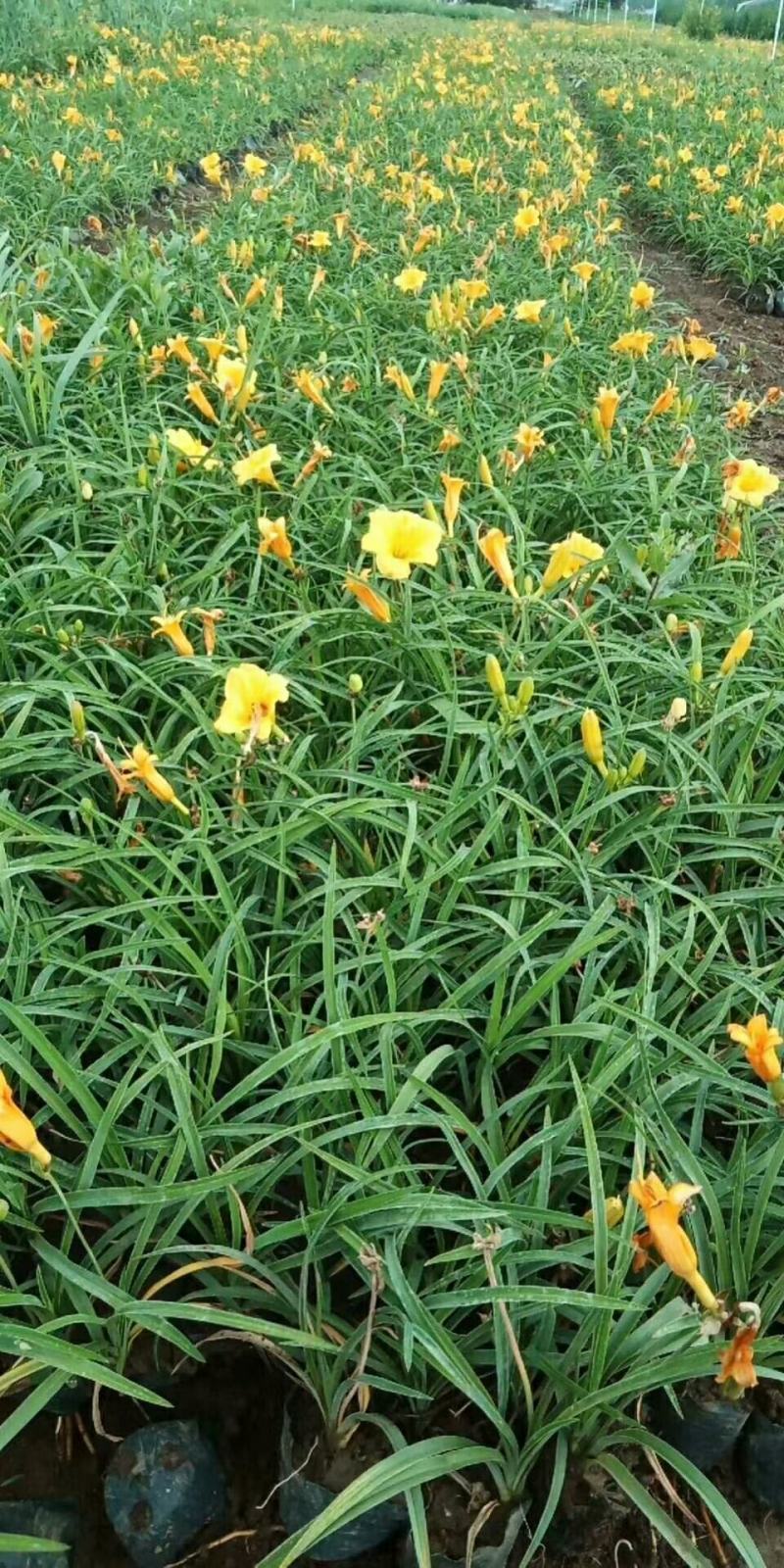 金娃娃萱草，基地直供大量出售草花宿根绿化苗木