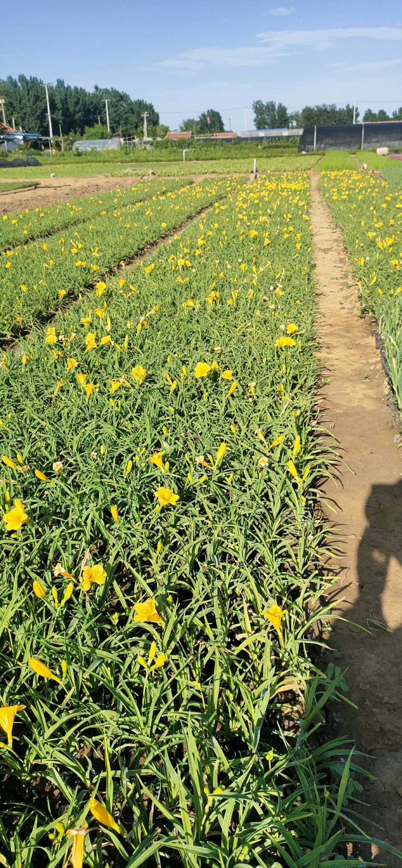 金娃娃萱草，基地直供大量出售草花宿根绿化苗木