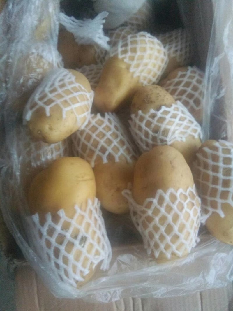 肥城市冷库荷兰十五土豆，颜色好，薯形好，芽眼浅，无黑心。