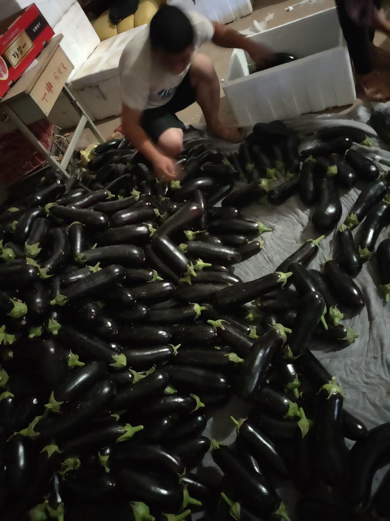 黑长茄3两以上货源充足。产地直发，可视频看货，量大从优