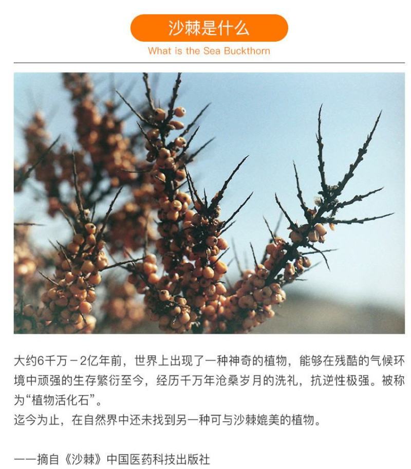 新疆棘品沙棘全果冻干粉富含维生素库存丰富可接团购