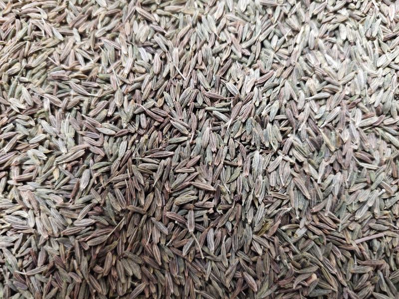 孜然原产地甘肃特优级孜然全国发货玉门花海孜然颜色绿