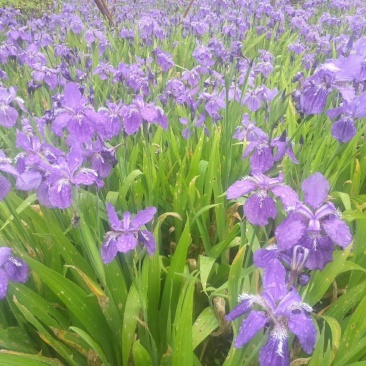 鸢尾蓝花鸢尾马莲花，蓝花鸢尾种