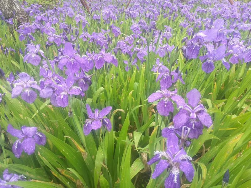 鸢尾蓝花鸢尾马莲花，蓝花鸢尾种