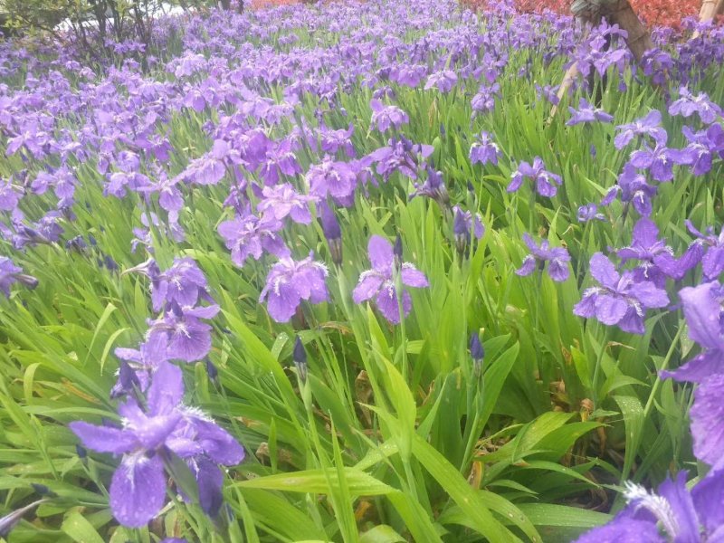 鸢尾蓝花鸢尾马莲花，蓝花鸢尾种