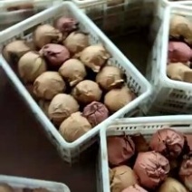 黄金梨大量出，自家种植量大糖度13以上博望坡黄金梨