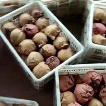 黄金梨大量出，自家种植量大糖度13以上博望坡黄金梨