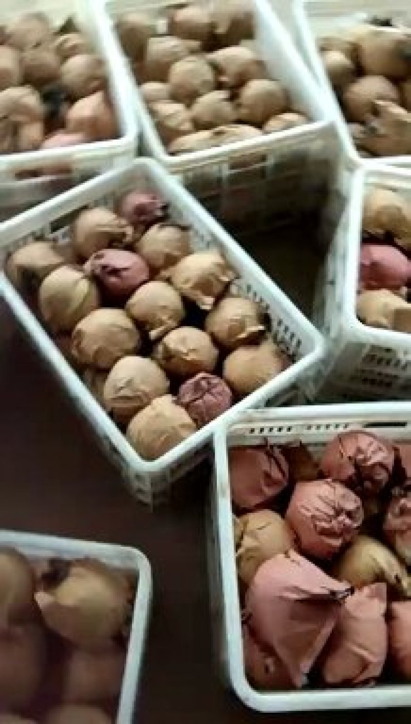 黄金梨大量出，自家种植量大糖度13以上博望坡黄金梨