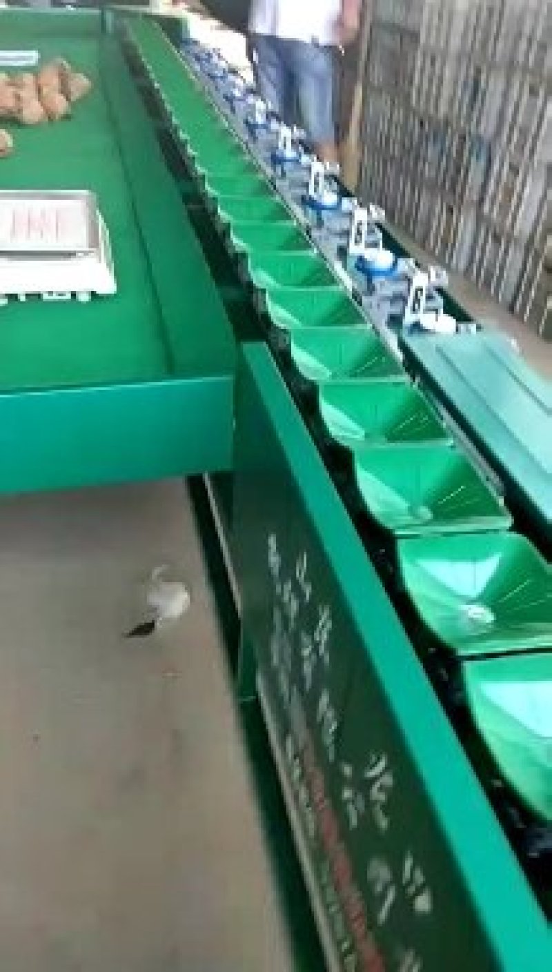 黄金梨大量出，自家种植量大糖度13以上博望坡黄金梨
