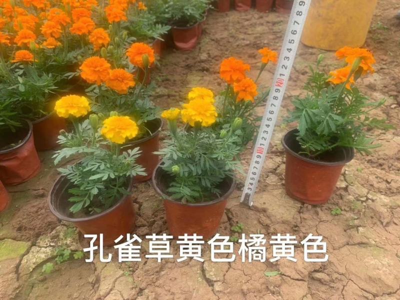 孔雀草山东青州孔雀草，规格齐全颜色多，基地直销，一手货源