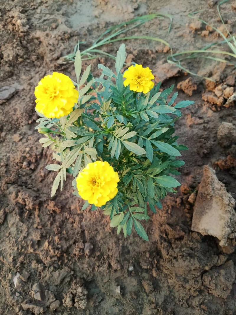 孔雀草山东青州孔雀草，规格齐全颜色多，基地直销，一手货源