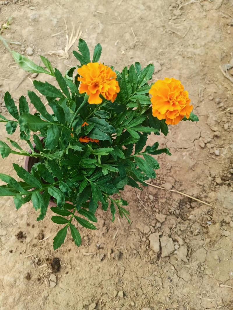 孔雀草山东青州孔雀草，规格齐全颜色多，基地直销，一手货源